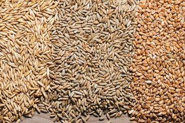 Grain wheat oats rye on a wooden table