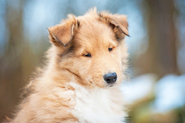 Fototapeta premium Portrait of rough collie puppy