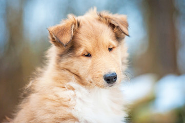 Portrait of rough collie puppy