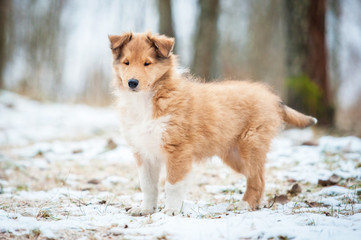 Rough collie puppy walking outdoors