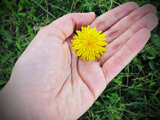 Hand holding a yellow dandelion