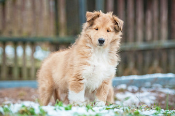 Rough collie puppy walking in the yard