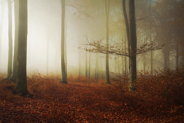 Beautiful light in a foggy forest during an autumn day