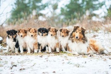 Litter of rough collie puppies with mother sitting outdoors © Rita Kochmarjova