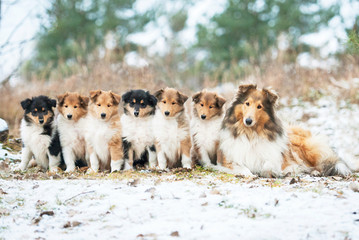 Litter of rough collie puppies with mother sitting outdoors