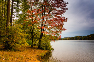 Autumn color along the shore of Lake Williams, near York, Pennsy