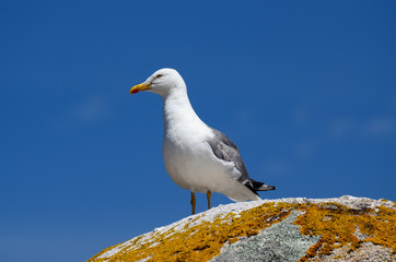 seagull perched  in a rock