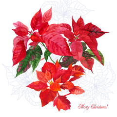 Background  with bouquet of poinsettia