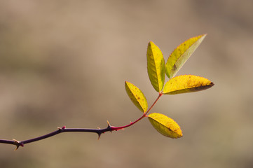 leaves briar