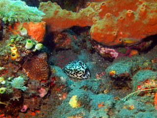 Сowrie shell, Island Bali, Tulamben