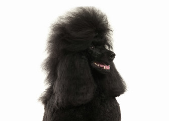 Dog. Black poodle big size isolated on white background