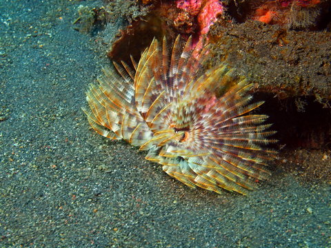 Tube worm, Island Bali, Tulamben