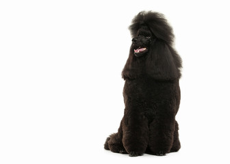 Dog. Black poodle big size isolated on white background