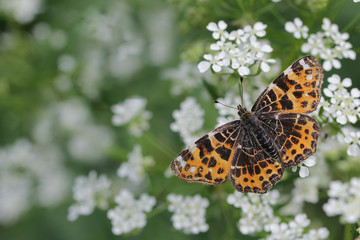 Butterfly wit white flowers background