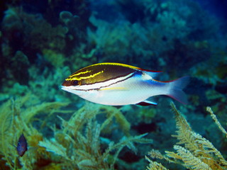 Coral fish, Island Bali, Tulamben
