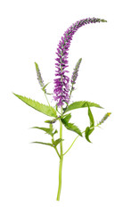 long pink blosson isolated on white