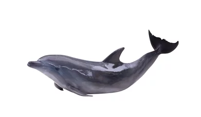 Keuken foto achterwand Dolfijn donkergrijze geïsoleerde dolfijn