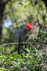 Helmkakadu (Callocephalon fimbriatum)