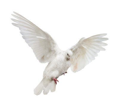 flying isolated white color dove