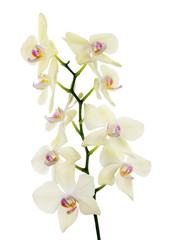 isolated fine light lemon orchids isolated branch