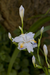 Belle Iris blanche fleur nature