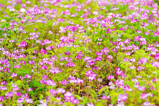 Field of chinese milk vetch, Astragalus sinicus