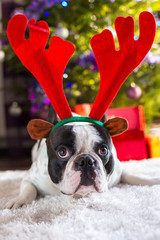 French bulldog with reindeer horns under Christmas tree