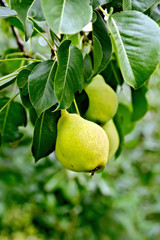 Pears yellow on branch