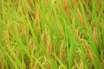 rice paddy 