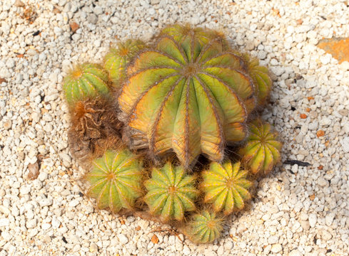Echinocactus Visnaga, thermal plants, cactus