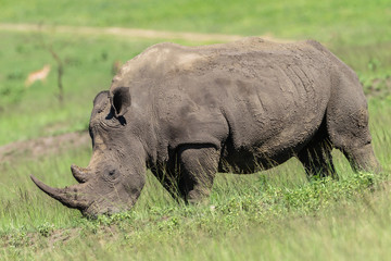 Obraz premium Rhino Wildlife