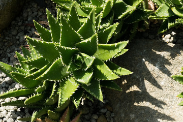 Aloe breviforia, Liliaceae, southern Africa