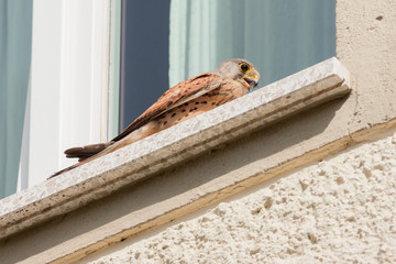 Turmfalke