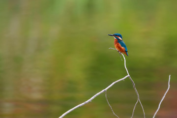 Eisvogel