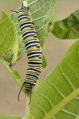 Monarch Butterfly Caterpillar