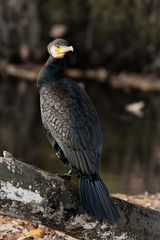 Kormoran