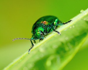 Dogbane Beetle