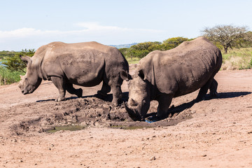 Obraz premium Rhino Wildlife