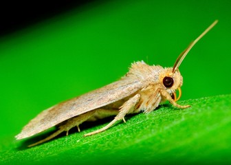 Moth