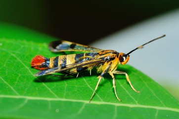 Clearwing Wasp Mimic Moth