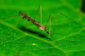 Crane Fly