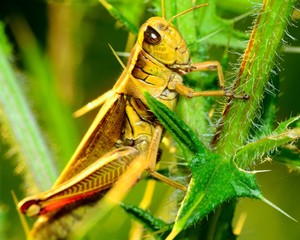Grasshopper