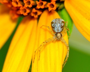 Crab Spider