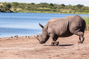 Fototapeta premium Rhino Wildlife