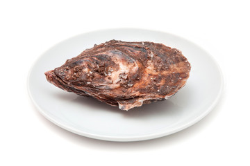 Oyster isolated on a white studio background.
