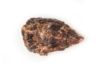 Oyster isolated on a white studio background.