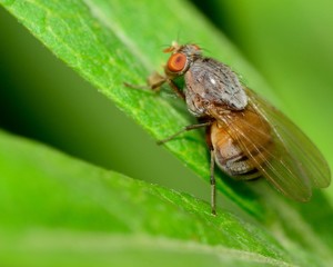 Fly On A Plant