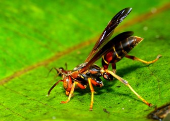 Paper Wasp