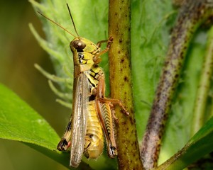 Grasshopper