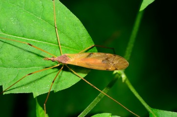 Crane Fly